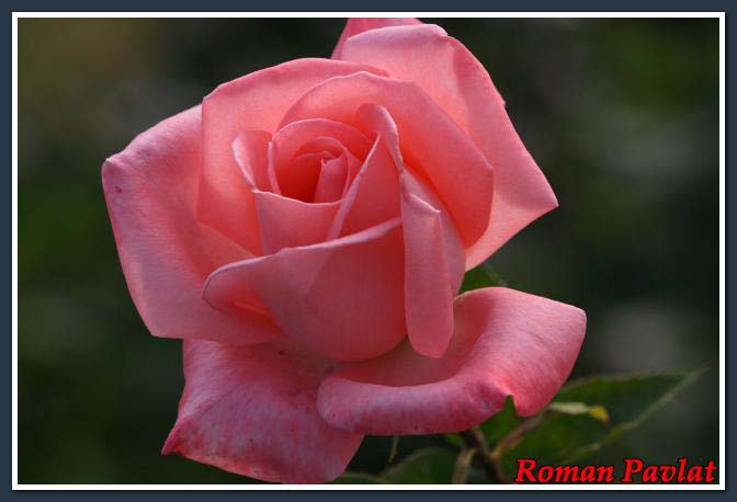 اضغط لتكبيـر الصورة