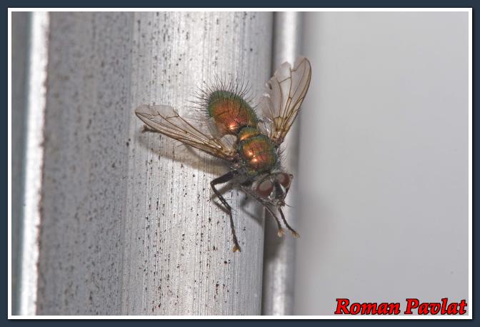 Klikni za sliku u punoj veličini