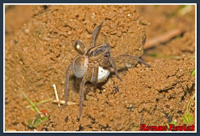 Cliqueu aquí per veure la imatge a la mida màxima