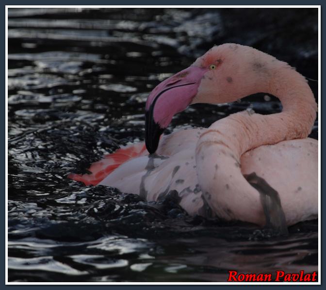 Kliknite za ogled večje slike