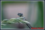 crw_8547.jpg
