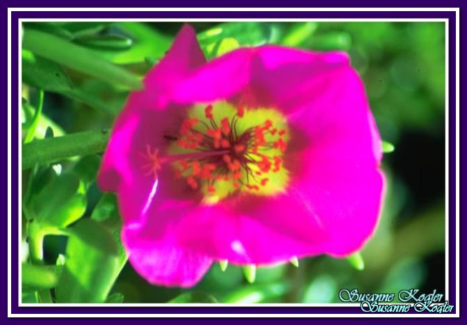 לחץ לתצוגת גודל מלא