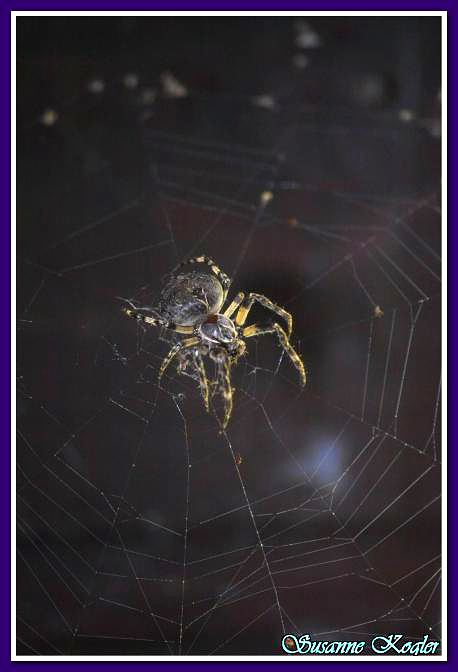 Clic pentru a vizualiza imaginea în dimensiunile reale