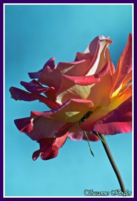 Kliknite pre zobrazenie v plnom rozlíšení