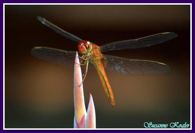 Klikni za sliku u punoj veličini