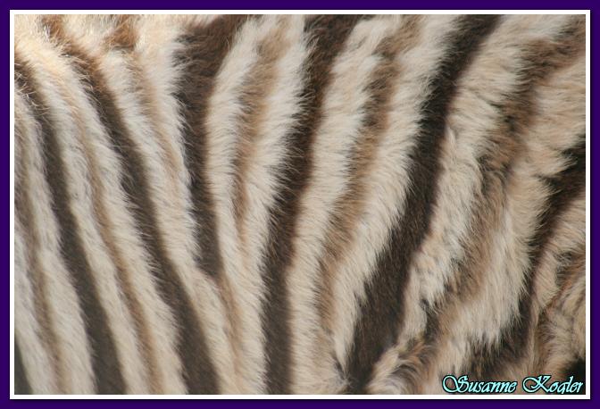 Cliqueu aquí per veure la imatge a la mida màxima