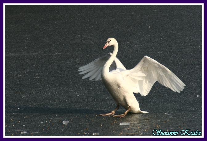 Klikk for å vise bildet i full størrelse