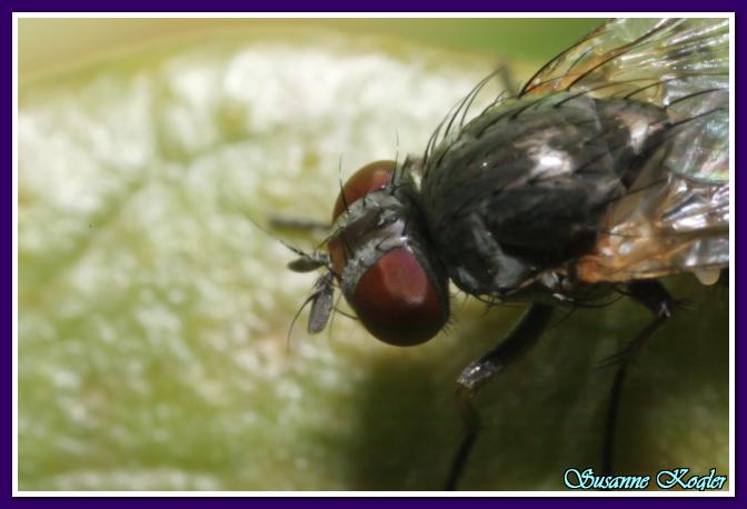 Cliquez pour voir l'image en taille réelle