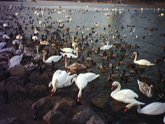 Hemen sakatu irudia tamaina osoan ikusteko